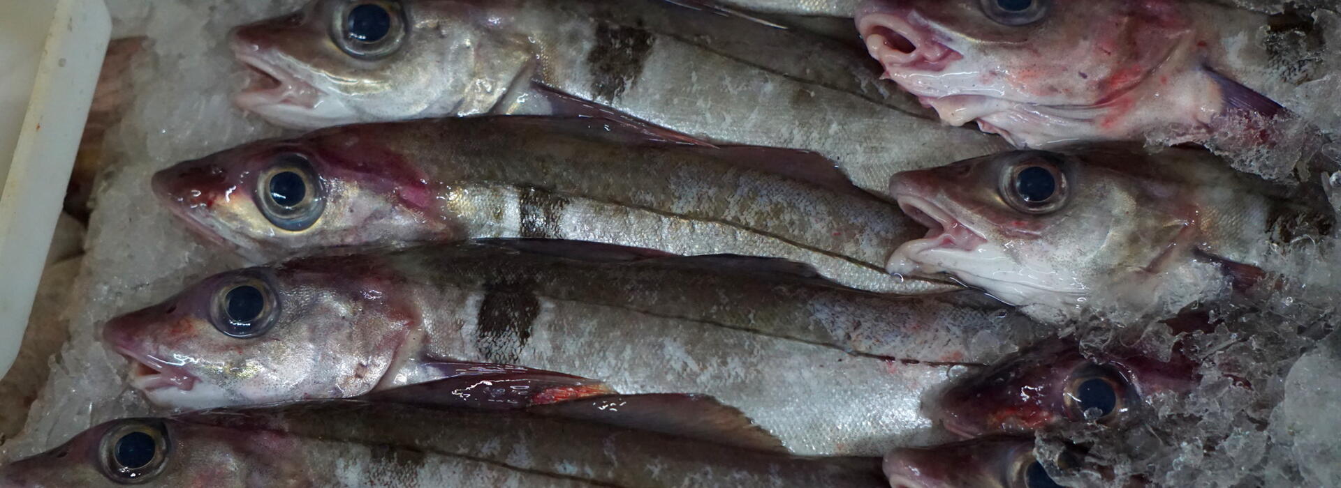 Auction Fish