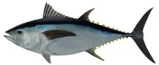 Bigeye 