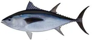 Bluefin