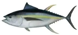 Yellowfin